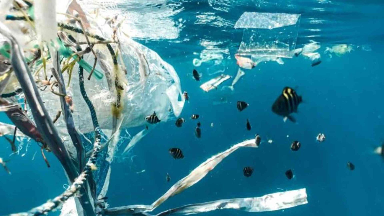 Per salvare gli oceani il 2024 sarà l'anno decisivo