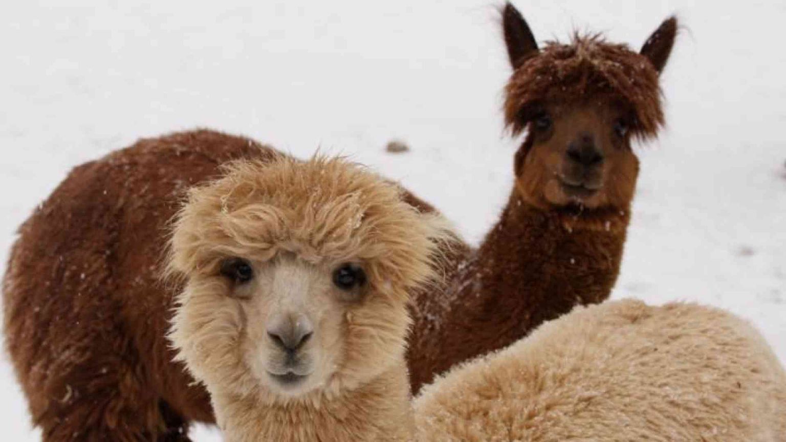 Martha Nussbaum: c'è uno scopo nella vita anche per gli animali