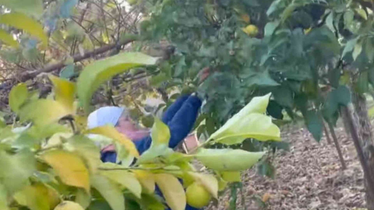 Suore “contadine” nel centro di Roma. Così i limoni sostengono il monastero