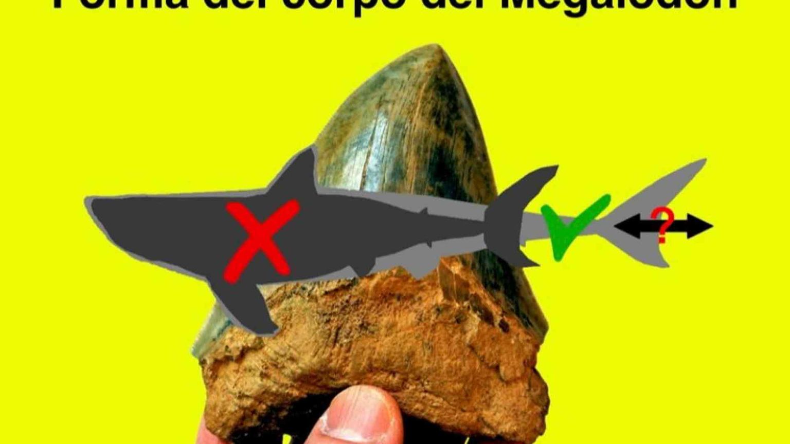 Squalo gigante estinto milioni di anni fa: ecco com'era