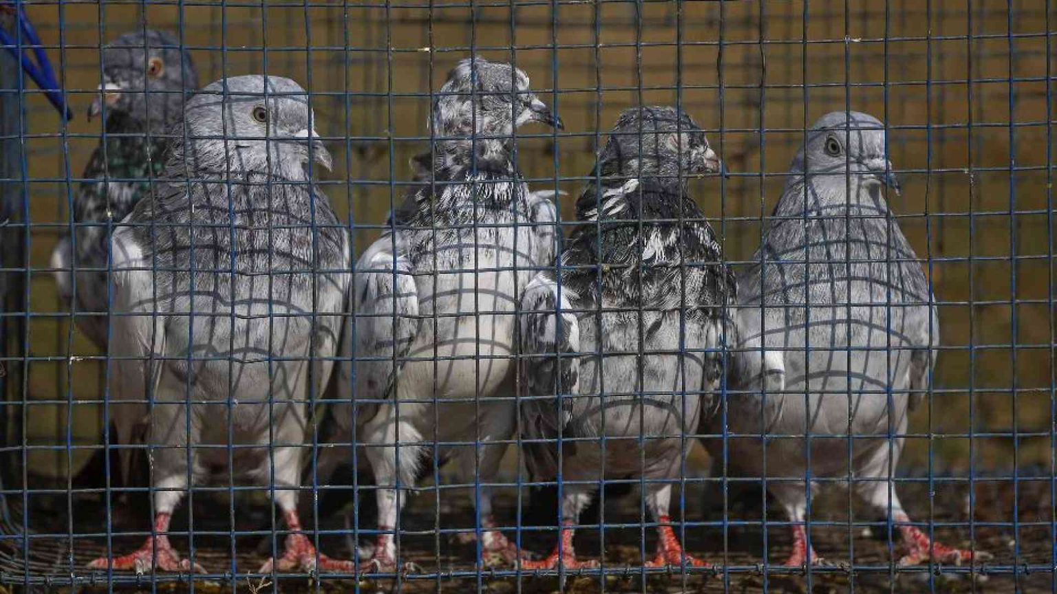 Liberato in India dopo 8 mesi il piccione sospettato di spionaggio