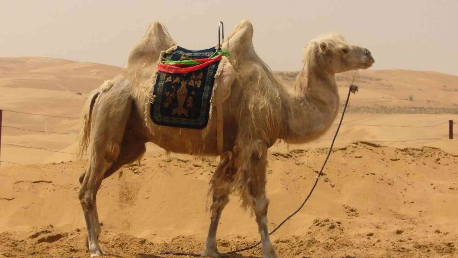 Cammello o corda? Porta o ago? Le interpretazioni del famoso detto evangelico