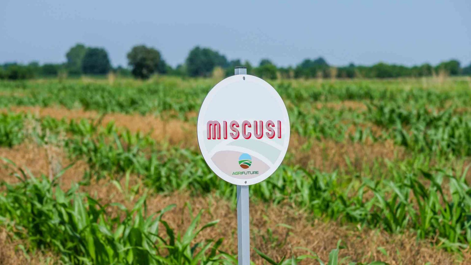 La pasta amica dell'ambiente è fatta con il sorgo