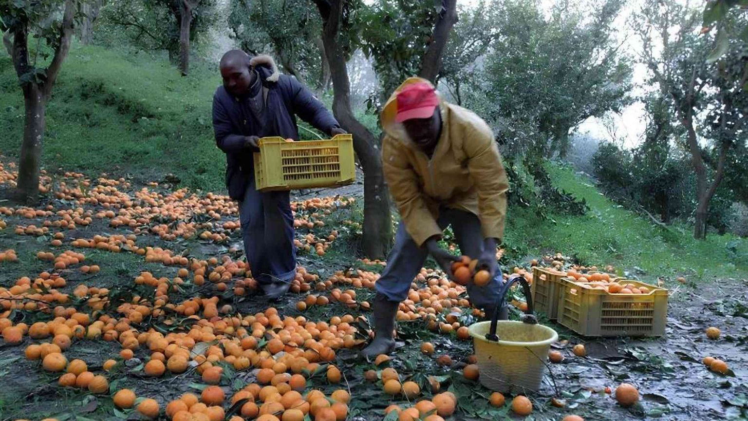 11 ore nei campi, frustate: i racconti-choc degli schiavi dei raccolti