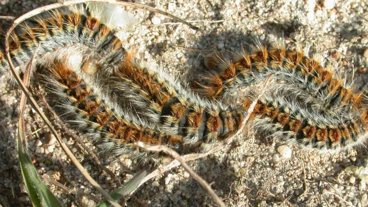 Dopo le cimici, l'allarme bruchi. Parigi si riscopre allergica alla natura