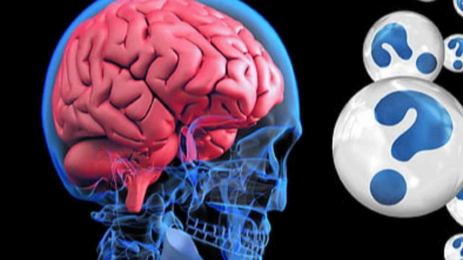 Cervelli femminili e maschili: uguali o diversi? Ecco la risposta, con rischio