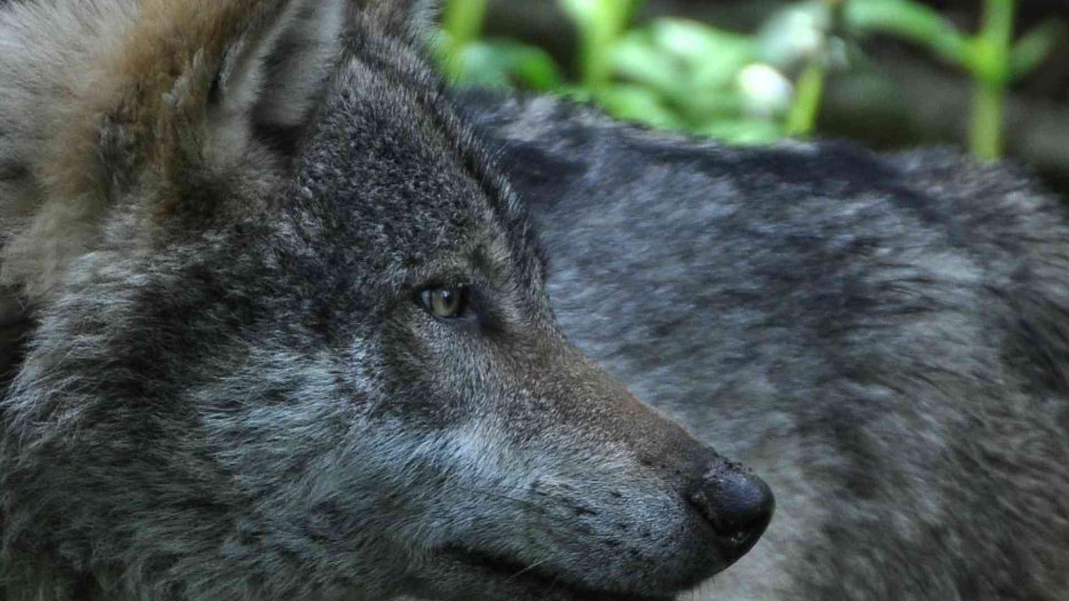 La «Messa del lupo» è contro gli animali? La Valle Strona si ribella