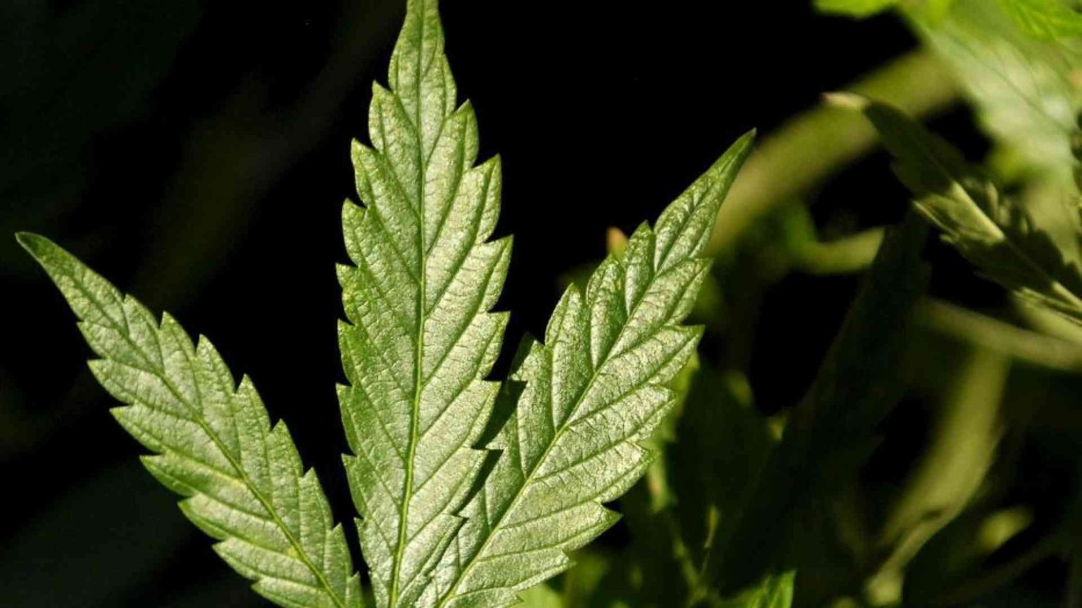 Cannabis legale: perché non è una buona idea per la salute (e non solo)