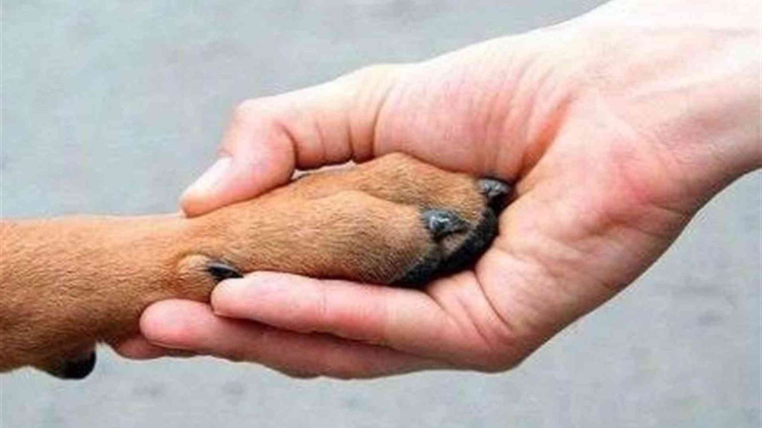 Quando gli animali domestici danno una mano al lavoro