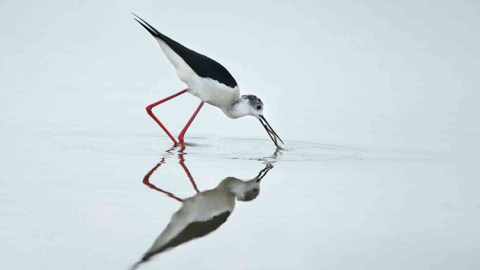 Soglitelle, la palude della camorra diventa un'oasi naturalistica