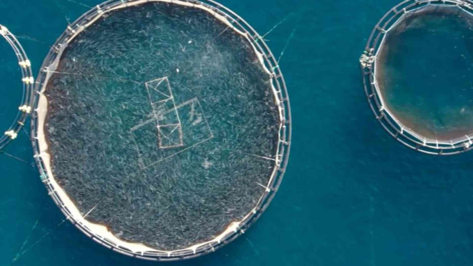 Pescare per allevare pesci: l'ultimo paradosso in un mondo alla fame