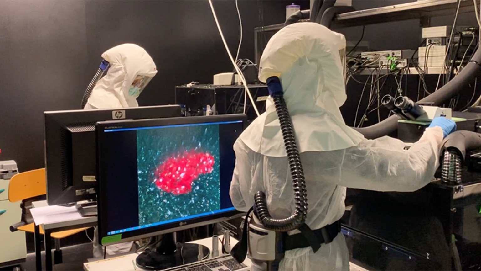 Protetti dalle nuove varianti Covid grazie alla «memoria» dei linfociti T