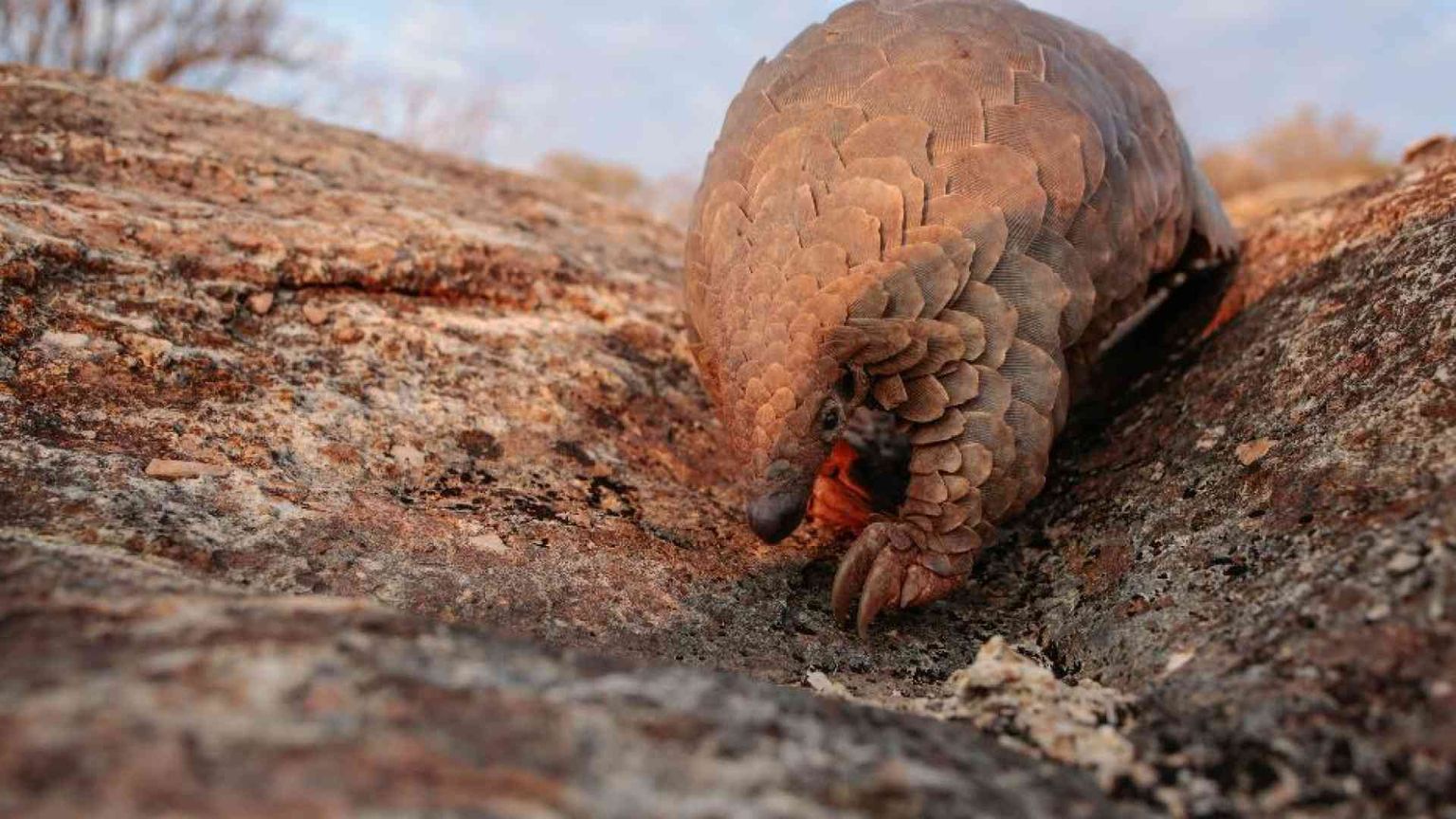 L'uomo trasmette più virus agli animali di quanti ne riceva da loro