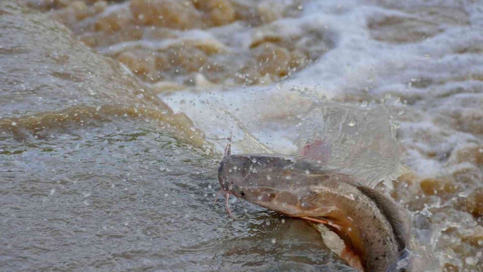 Dalla pelle del pesce gatto arriva un nuovo antibatterico
