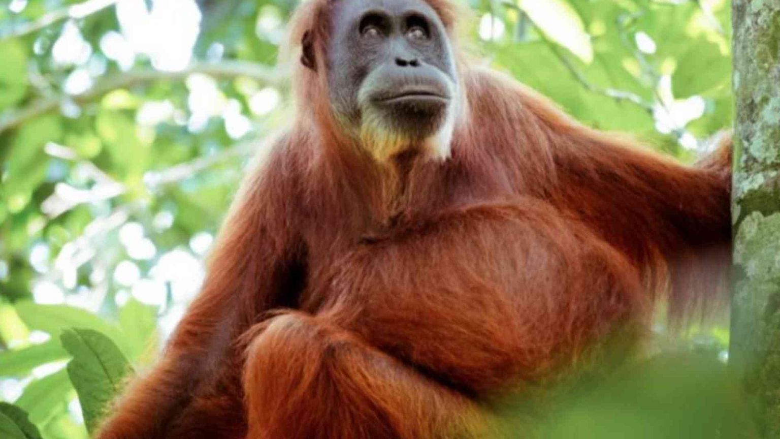 Allarme biodiversità: si estinguono specie che neanche conosciamo