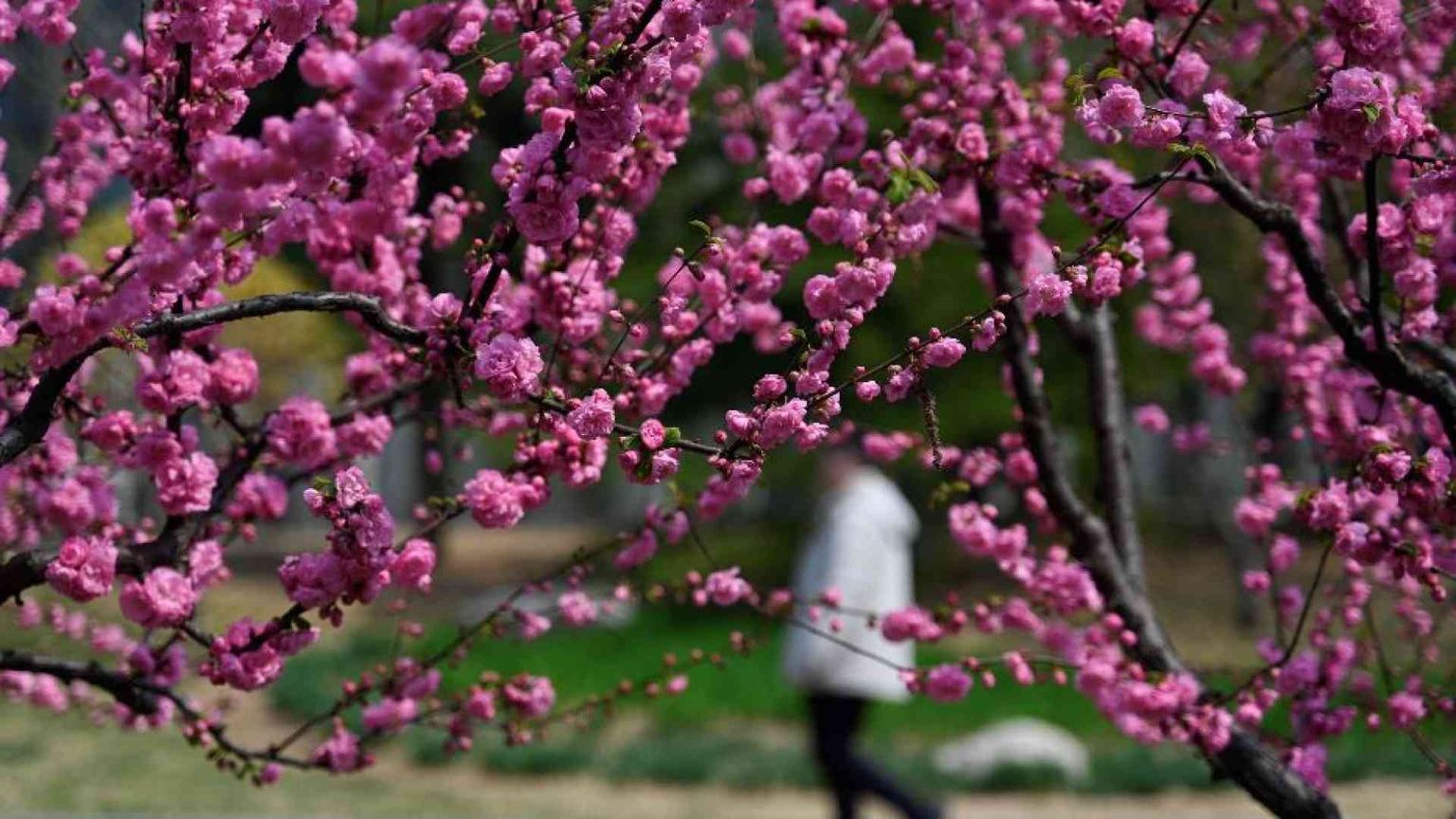 Anche i fiori "brutti" regalano poesia. E pregano Dio