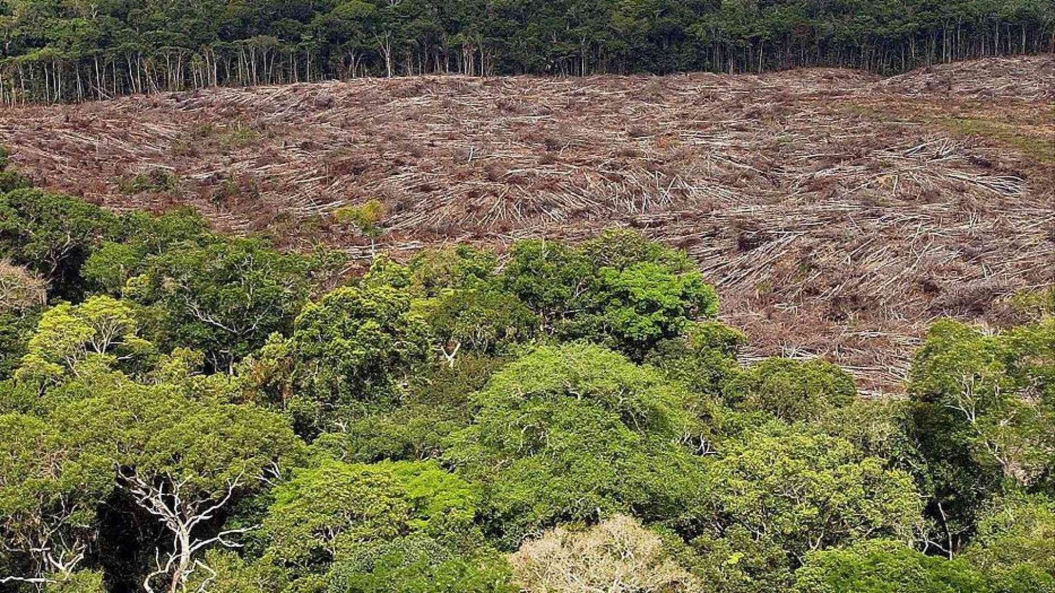 Uccisero 4 leader indigeni che difendevano la foresta: 5 condanne