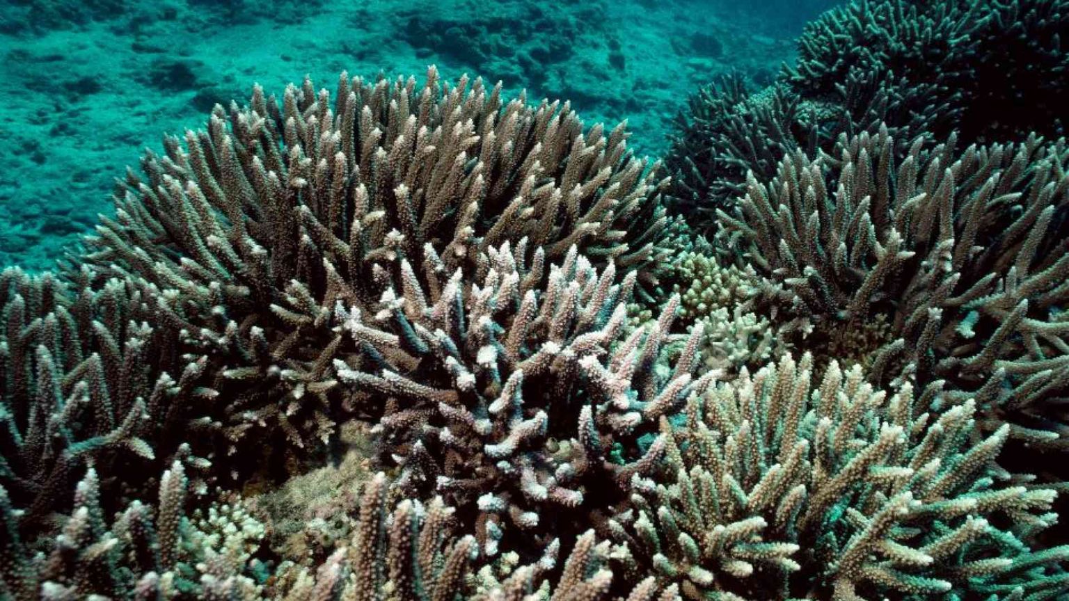 Il mare più caldo sta sbiancando i coralli. È la più grave crisi di sempre