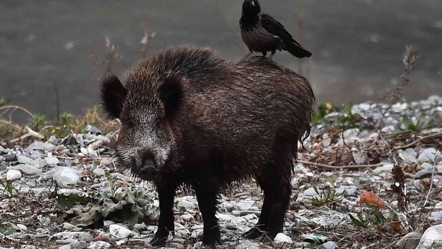 I cinghiali colpiti dalla peste minacciano il prosciutto di Parma
