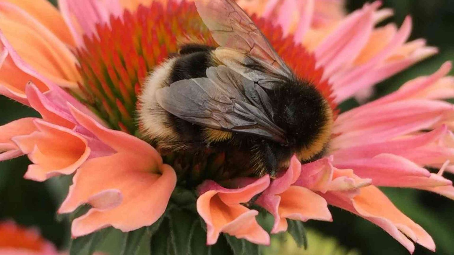 I nidi dei bombi si stanno surriscaldando: la specie è a rischio