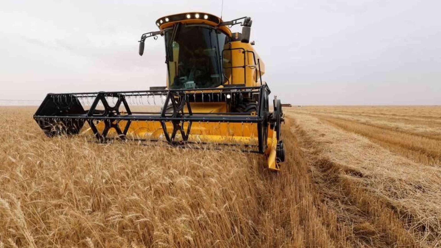 Con i prezzi alti di mais, grano e riso le migliori aziende italiane rischiano