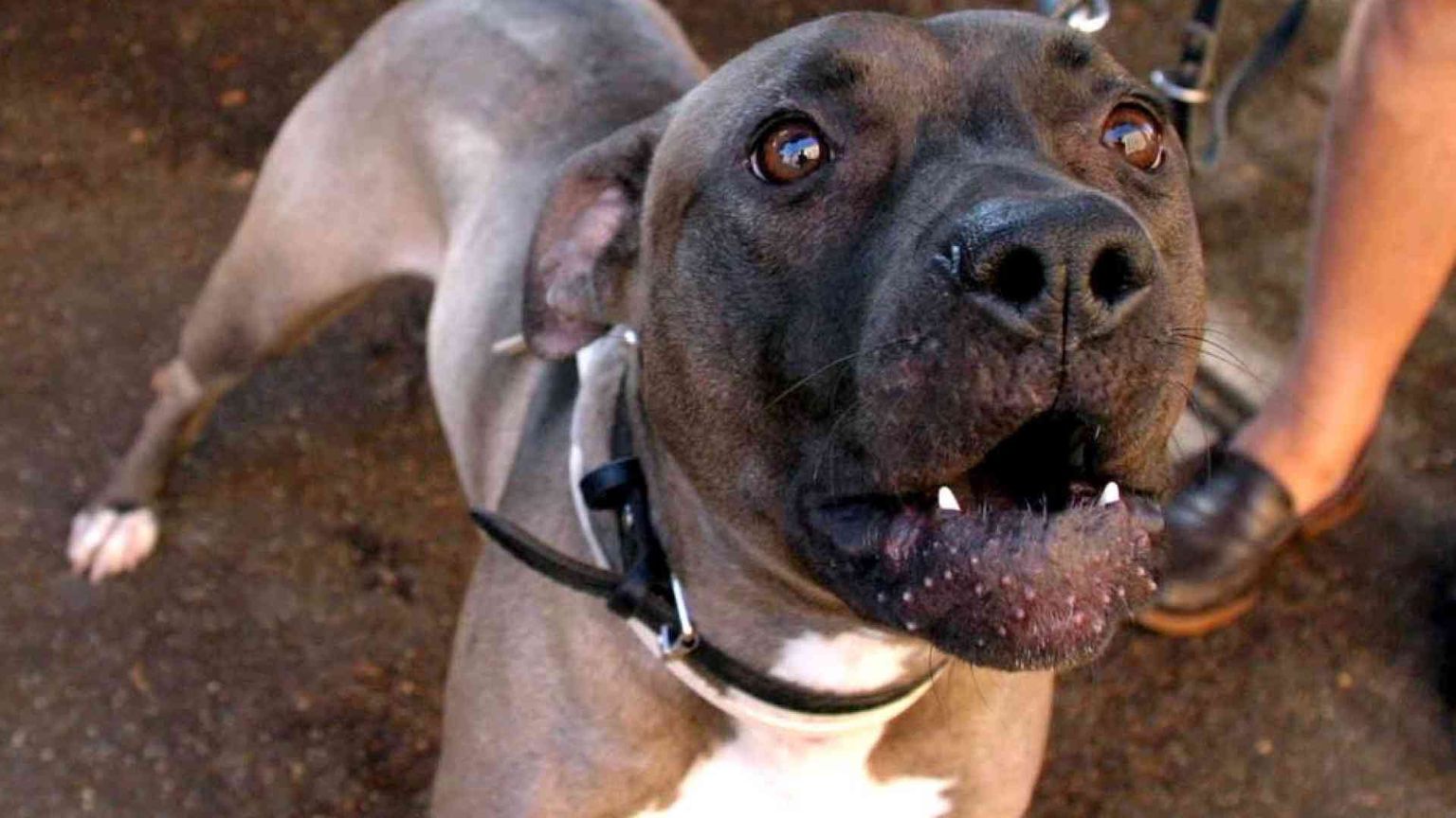 Un'altra bambina è stata ferita gravemente da un pitbull