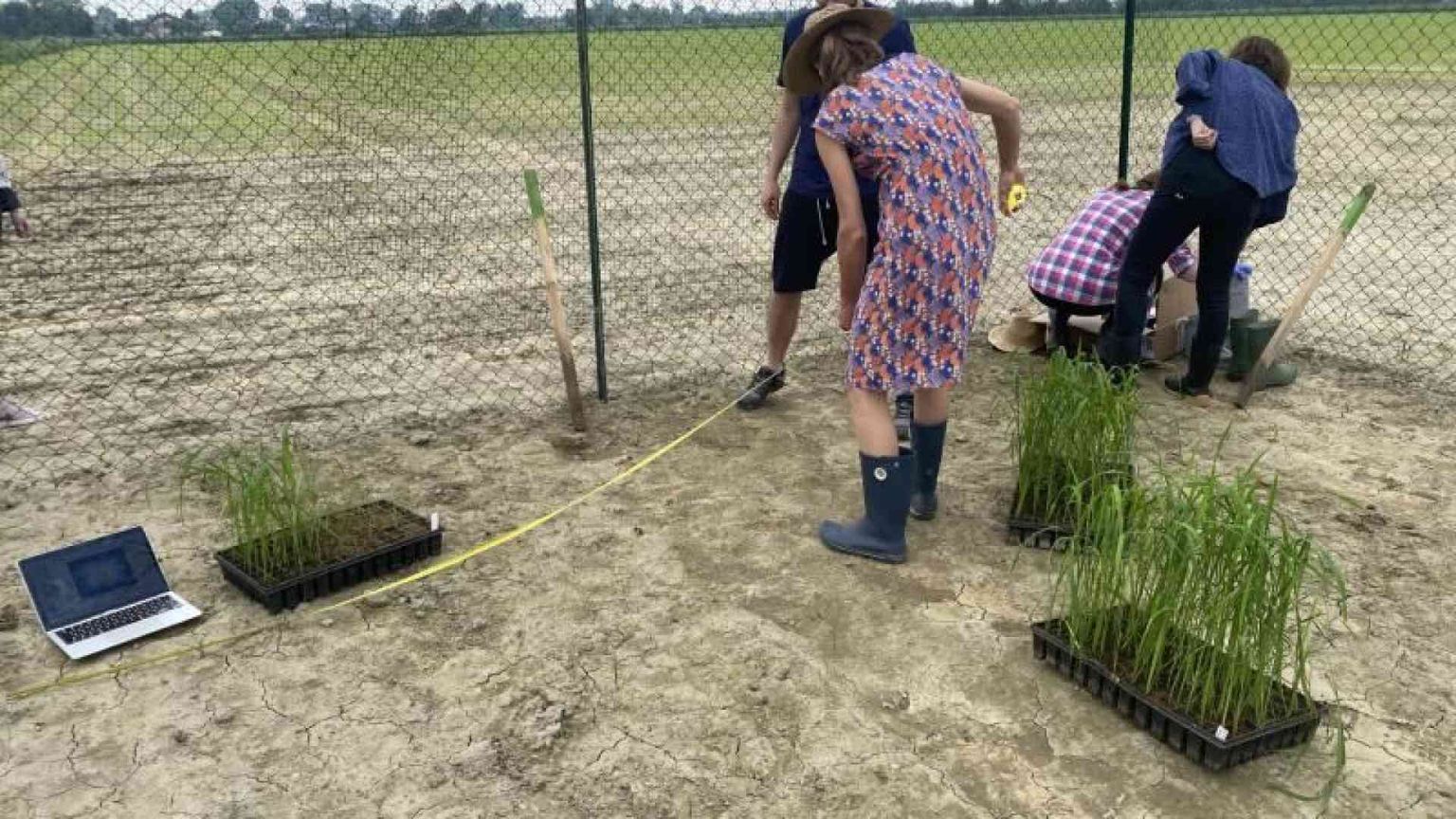 A Pavia primo test del riso dal genoma “corretto”