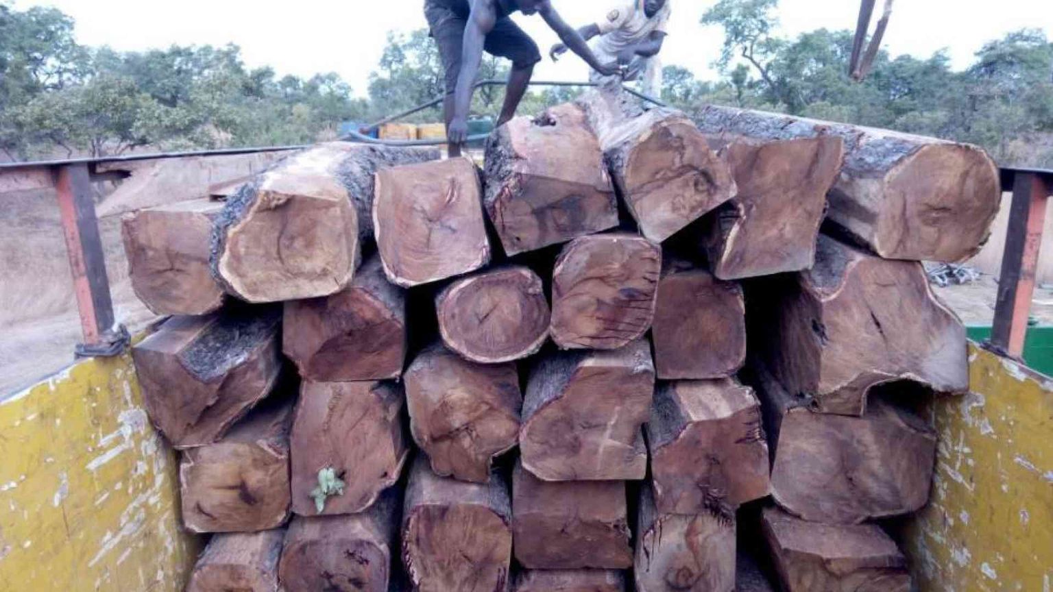 Il legno del Palissandro più pregiato viene rubato all'Africa