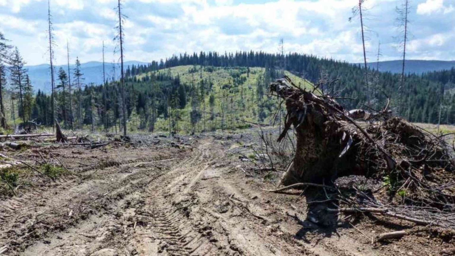 Il Brasile punta sui biocombustibili. Ma per l'Amazzonia non sarà un affare