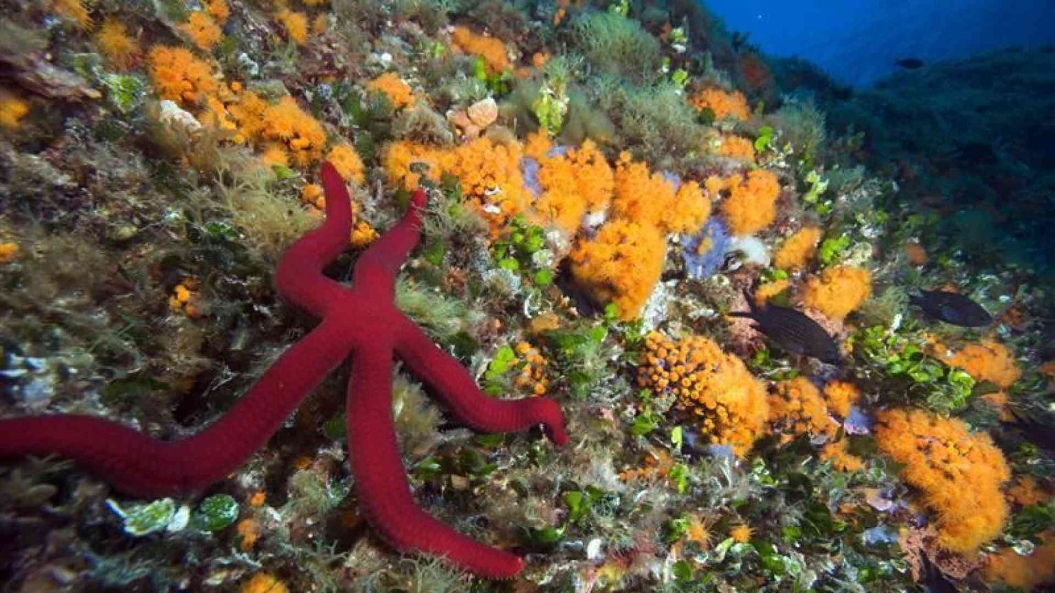 Scienziati, imprenditori e attivisti insieme per curare la febbre mediterranea