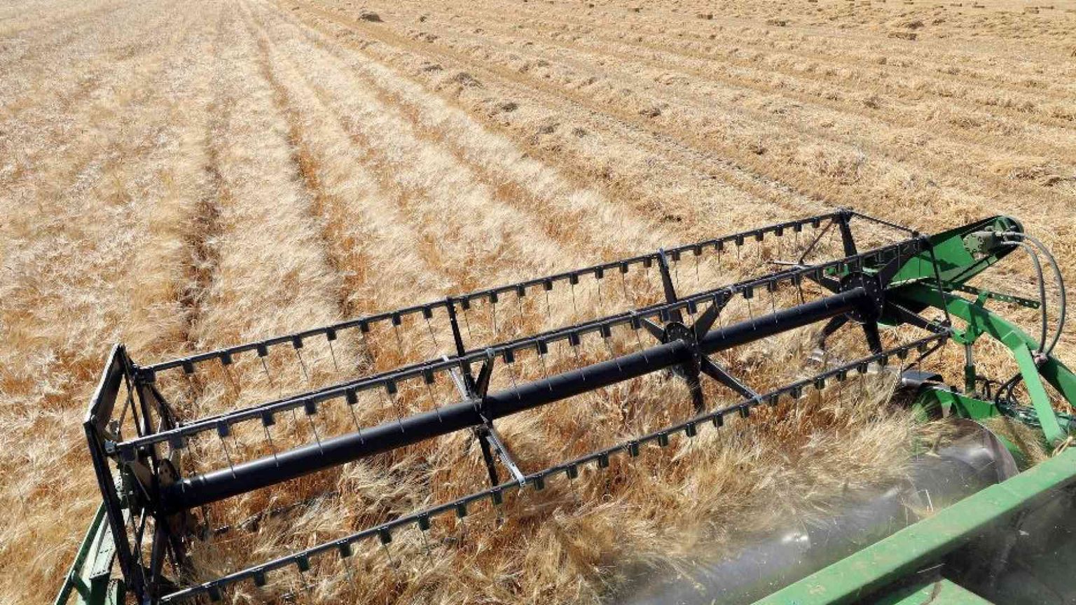 Sale per il terzo mese consecutivo l'indice Fao