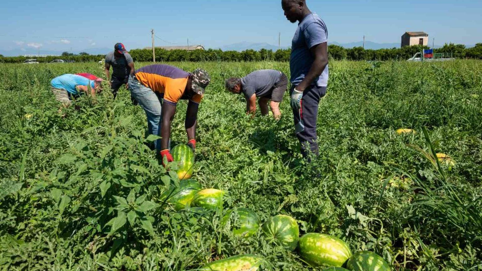Caporalato, più inchieste al Centro Nord. Tra gli sfruttati anche gli italiani