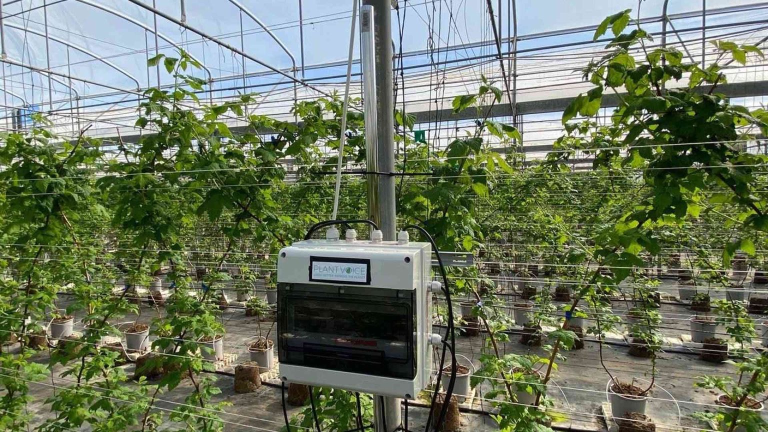 «Plantvoice», arriva il sensore che riesce a far parlare le piante