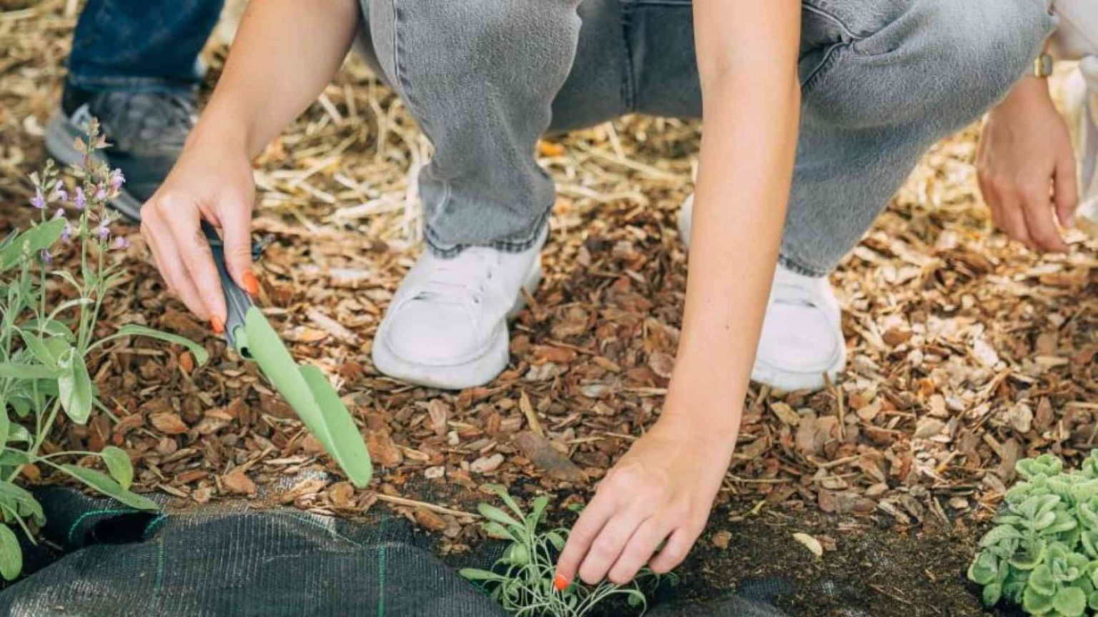 Ci sono 80 nuove piante officinali nel “Giardino dei semplici” del Gemelli