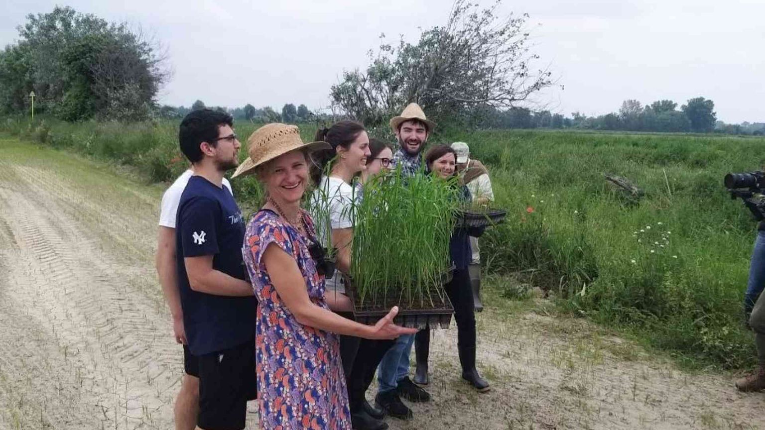 Un attacco vandalico ha compromesso la sperimentazione del riso Tea