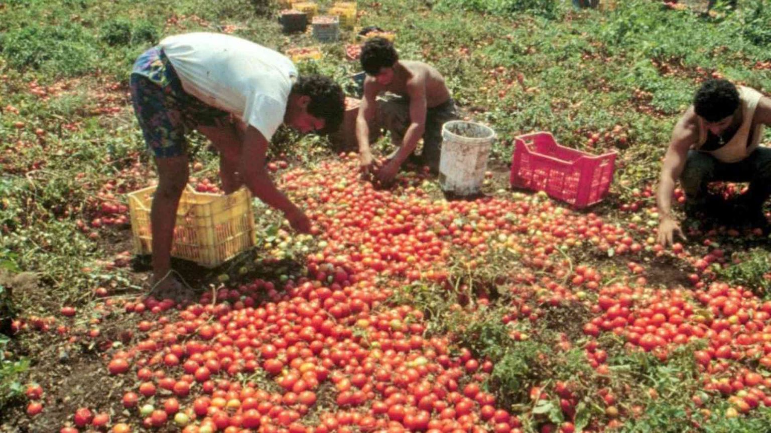Agro Pontino, anche i pensionati nei campi fra gli “invisibili”