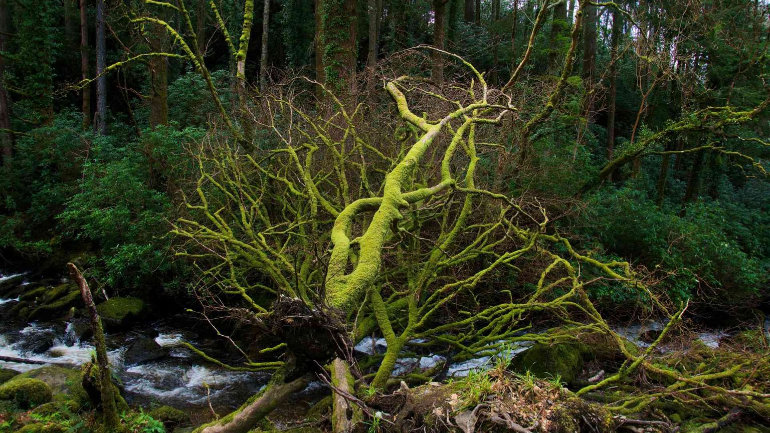 Occorrono miliardi per proteggere la biodiversità. La finanza ci prova