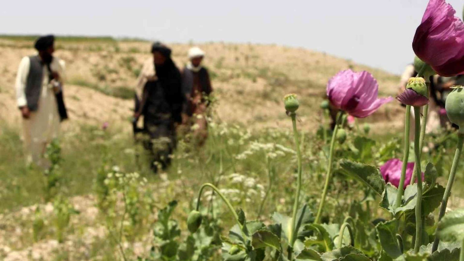 I taleban cancellano l'oppio e le donne. E all'Onu basta per trattare