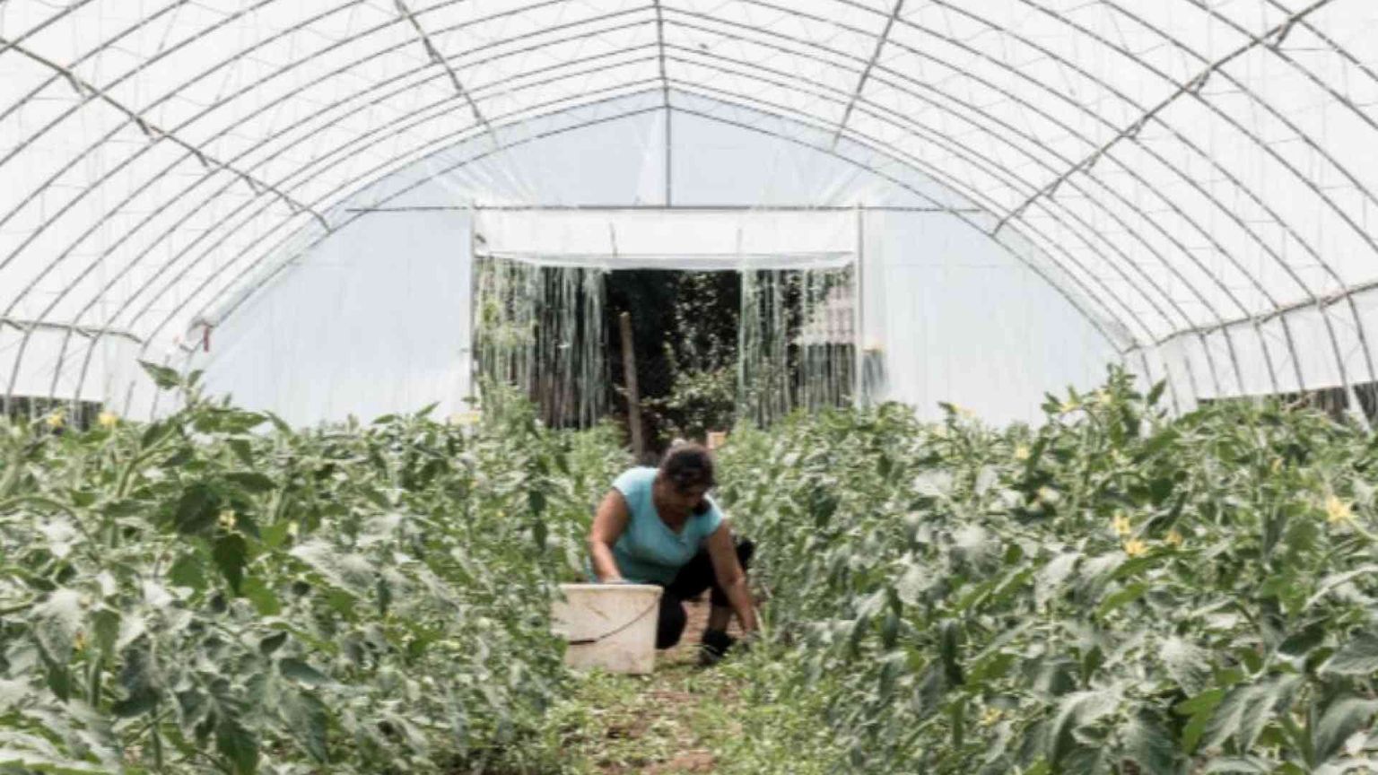 Irina e le altre, madri nei campi d'Italia (che i figli non riconoscono più)