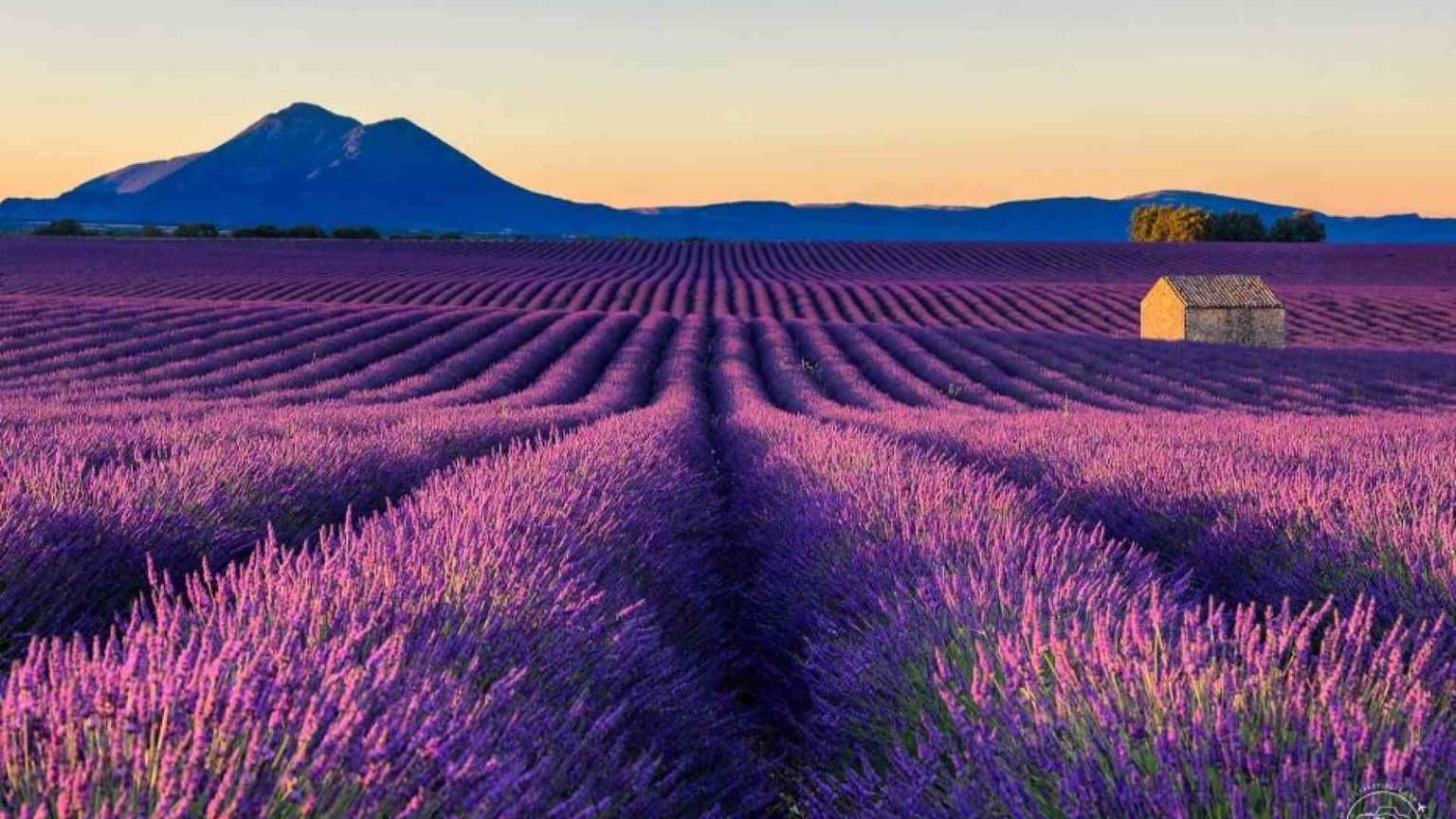 È tempo di lavanda, la Provenza si colora di viola