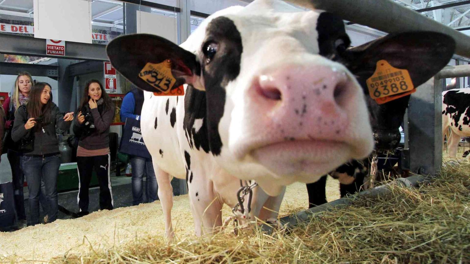 Nei Paesi Ocse crolla il consumo di latte e formaggi