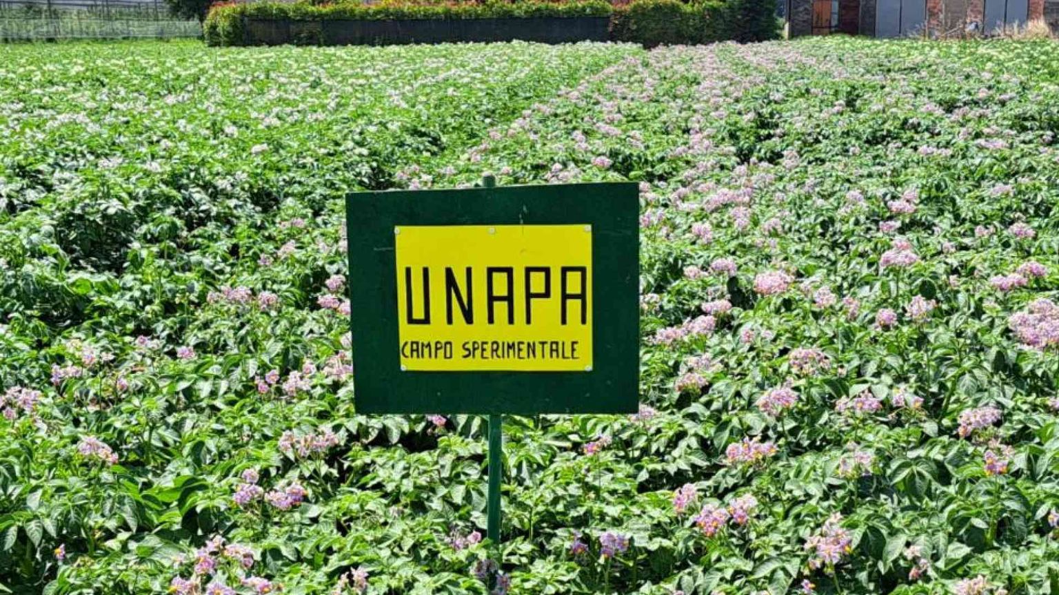 La sfida delle patate: si possono produrre usando (molta) meno acqua