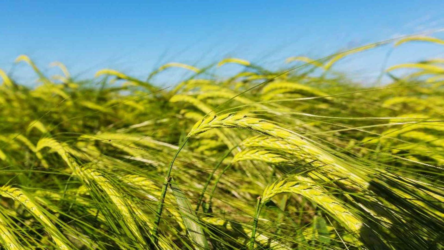 Siccità, maltempo e concorrenza estera: è una pessima annata per il grano