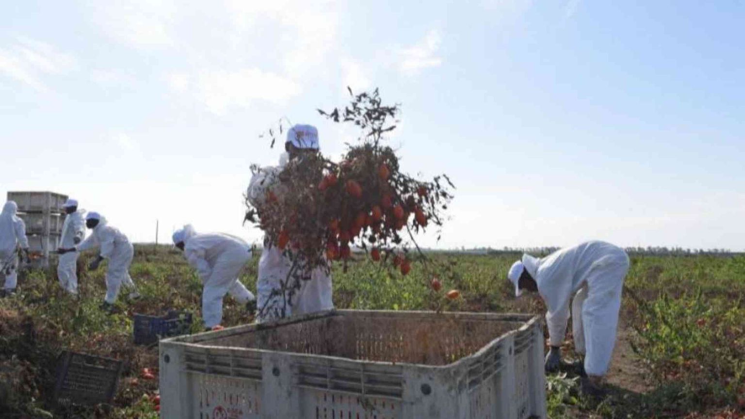 Caporalato, irregolari sei aziende su dieci