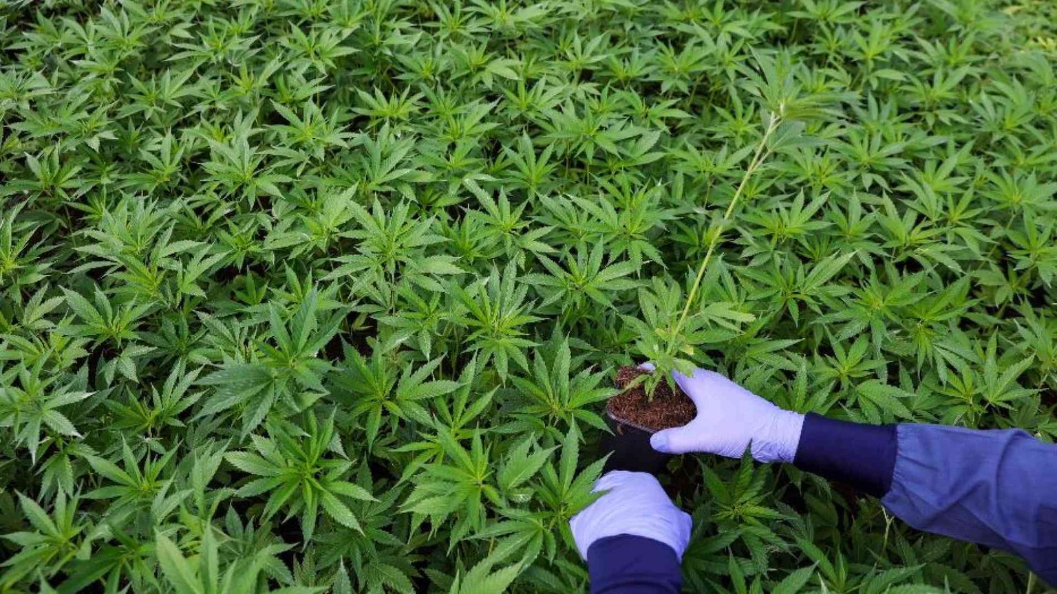 Normalizzare Cbd e Thc aumenta il consumo di sostanze