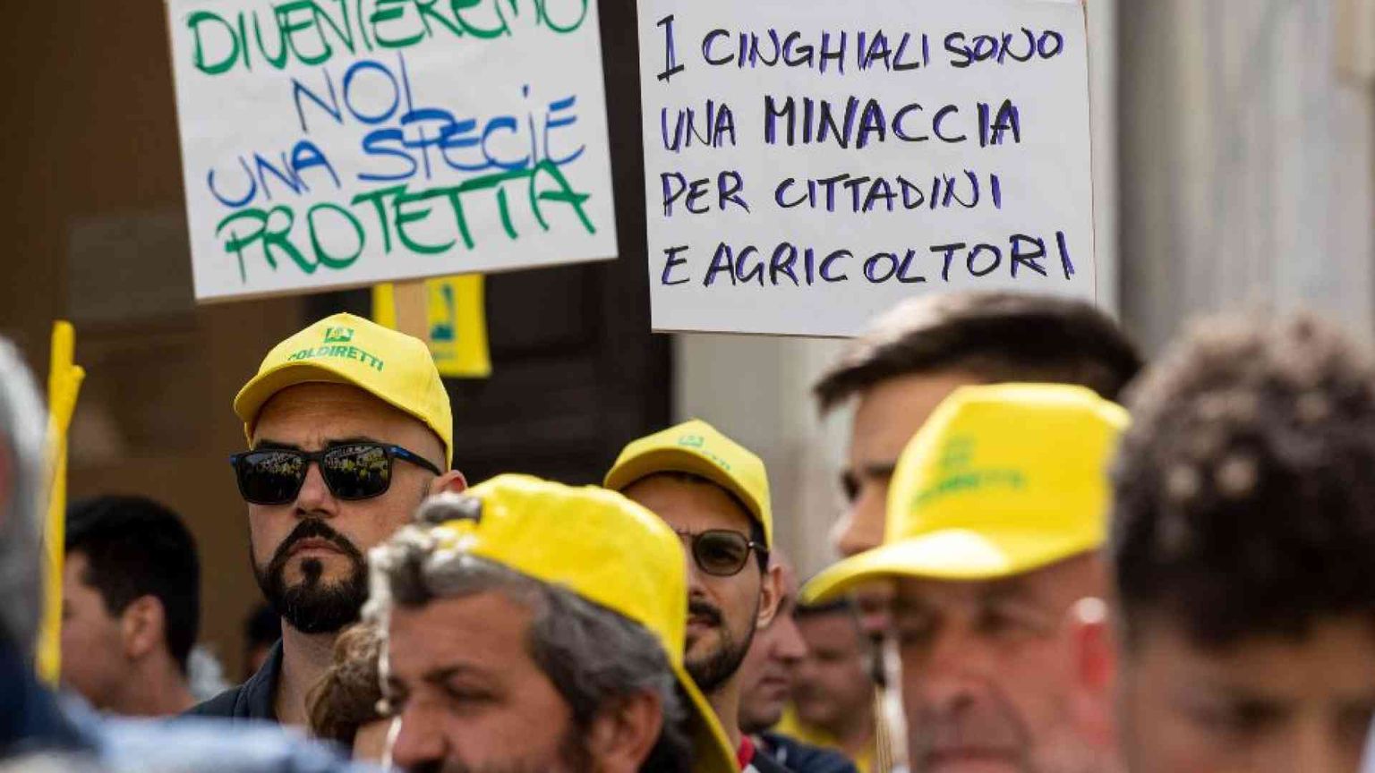 La peste suina è fuori controllo, adesso si prova a correre ai ripari