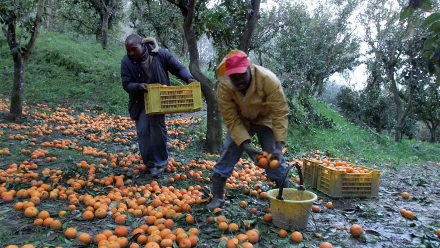 Assegno d'inclusione alle vittime di caporalato