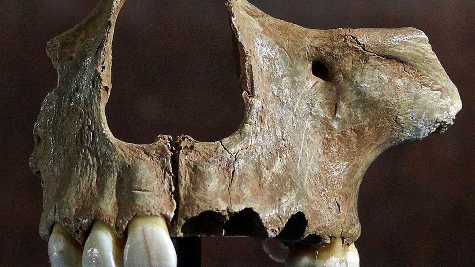 I denti preistorici svelano i segreti dell'evoluzione umana in Europa