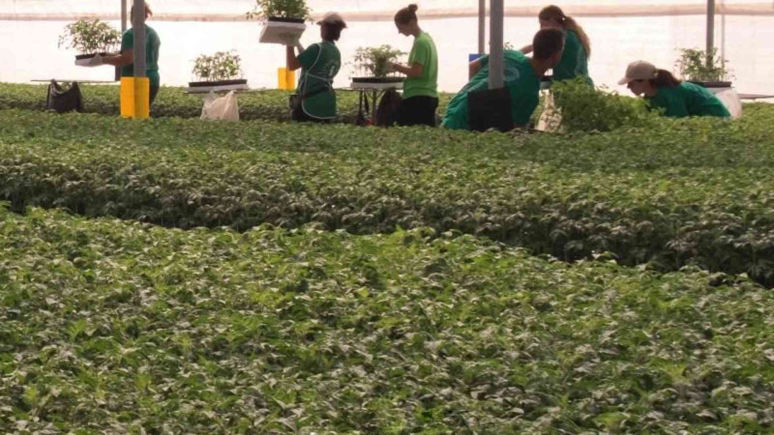 L’Italia insegue l’Olanda su fiori e piante: export trainato dal verde urbano