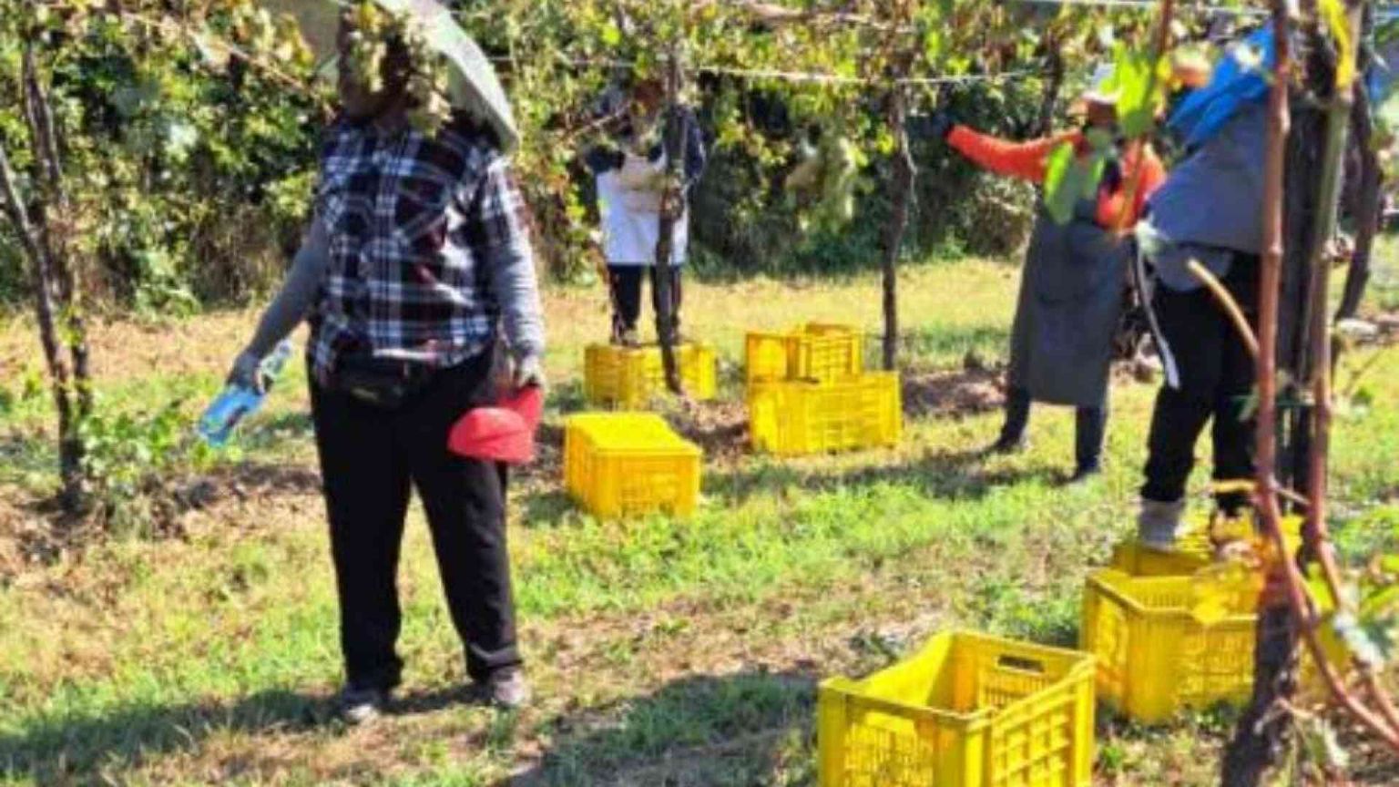 Così la manovalanza straniera rende possibile la vendemmia italiana